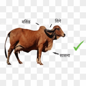 Cow In India Png, Transparent Png - indian cow png