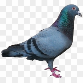 Burung Merpati Burung Png, Transparent Png - white pigeon png