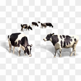 Dairy Cow Png, Transparent Png - indian cow png