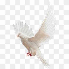 Pigeon Image For Edit, HD Png Download - white pigeon png