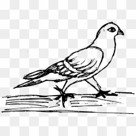 Illustration, HD Png Download - white pigeon png