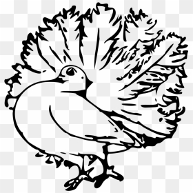Pigeon Vector, HD Png Download - white pigeon png