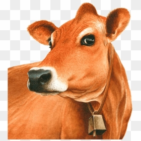 Jersey Cow Head Clipart, HD Png Download - indian cow png