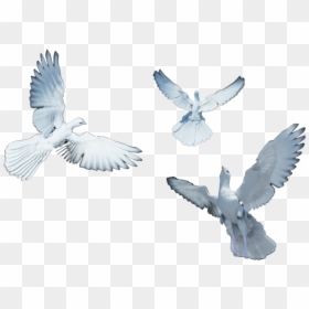 Group Of Dove Png, Transparent Png - white pigeon png