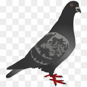 Gambar Burung Merpati Kartun, HD Png Download - white pigeon png