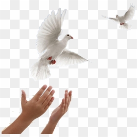 Two Doves Flying, HD Png Download - white pigeon png