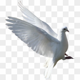 Group Of Pigeons Png New, Transparent Png - white pigeon png