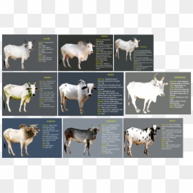 Calf, HD Png Download - indian cow png