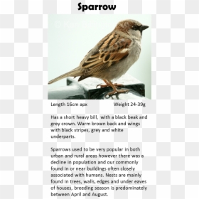 House Sparrow, HD Png Download - white pigeon png