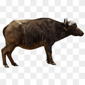 African Buffalo Side View, HD Png Download - indian cow png