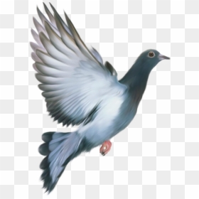 Love My India Happy Republic Day, HD Png Download - white pigeon png