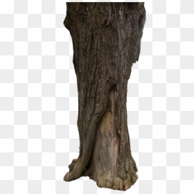 Tree Bark Texture Png , Png Download, Transparent Png - hd texture png