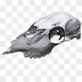 Animal Skull Scan - 3d Animal Skull Scan, HD Png Download - real skull png