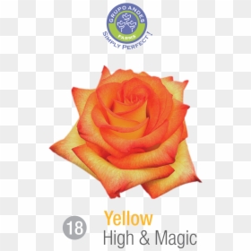 Rosa Variedad High & Magic, HD Png Download - grua png