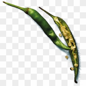 Bird's Eye Chili, HD Png Download - chilli png