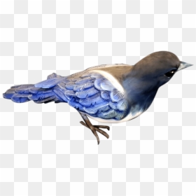 Blue Jay, HD Png Download - crow feather png