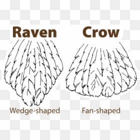 Raven Vs Crow Tail - Tell Crows And Ravens Apart, HD Png Download - crow feather png