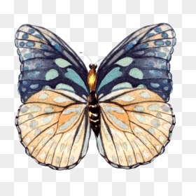 This Graphics Is Hand Painted A Beautiful Butterfly - Swallowtail Butterfly, HD Png Download - beautiful butterfly png