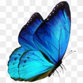 Butterfly Morpho Menelaus Blue - Butterfly Png For Editing, Transparent Png - beautiful butterfly png