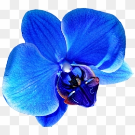 Orchid Flower Blue Png, Transparent Png - flecha azul png