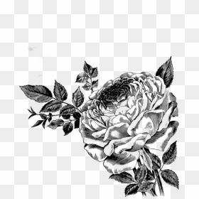 Drawing Of Roses Vector Clipart - Black Rose Free Vector, HD Png Download - rose illustration png