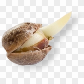 Acorn, HD Png Download - dairy queen png