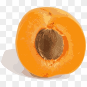 Orange,food,plant - Apricot Fruit, HD Png Download - pumpkin vines png