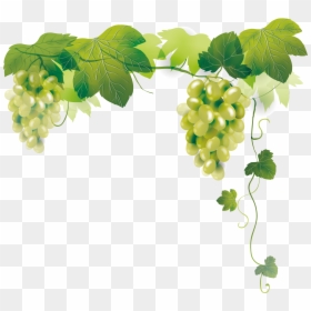 Transparent Grapes Vector Png - Grapes Tree Png, Png Download - pumpkin vines png
