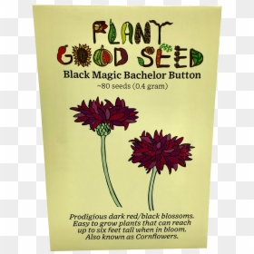 Black Magic Bachelor Button - English Marigold, HD Png Download - dark magic png