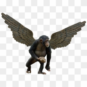 Flying Monkey Chimpanzee - Common Chimpanzee, HD Png Download - flying monkey png