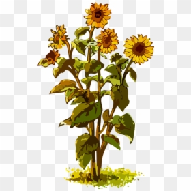 Sunflower Plant Clipart, HD Png Download - vektor bunga png