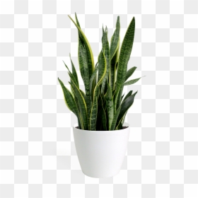 Sansevieria Laurentii, HD Png Download - outdoor potted plants png