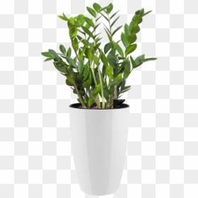 Pot De Fleur Haut Interieur, HD Png Download - outdoor potted plants png