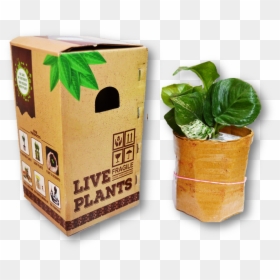 Flowerpot, HD Png Download - outdoor potted plants png