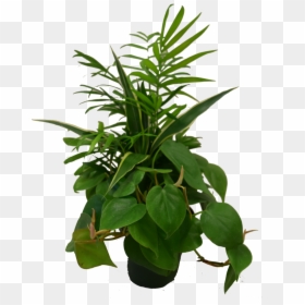 Dish Garden Plant, HD Png Download - outdoor potted plants png