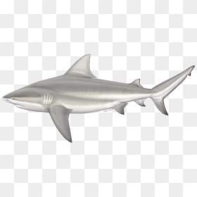 Bull Shark, HD Png Download - bull shark png