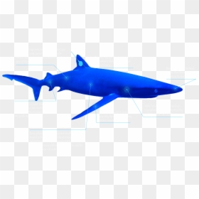 The Global Shark Movement Project - Great White Shark, HD Png Download - bull shark png