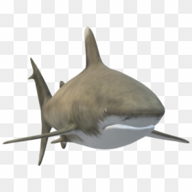 Tiger Shark, HD Png Download - bull shark png