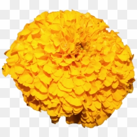 Mexican Marigold Flower Yellow - Mexican Marigold Transparent Background, HD Png Download - mexican flowers clipart png