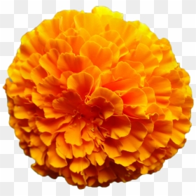 Mexican Marigold Flower Calendula Officinalis Orange - Orange Marigold Flower Png, Transparent Png - mexican flowers clipart png
