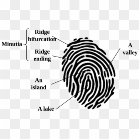 Transparent Finger Print Vector Png, Png Download - white fingerprint png
