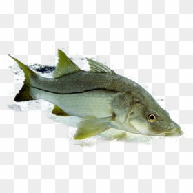 Northern Largemouth Bass, HD Png Download - snook png