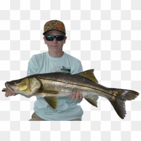 Sea Bass, HD Png Download - snook png
