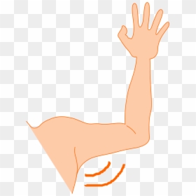 Bra Clipart Left Arm - Armpit Transparent Background, HD Png Download - left arm png