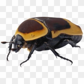 Bug Yellow Black - Жук Png, Transparent Png - bug.png