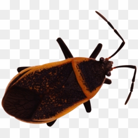 Bug Png Image - 臭虫, Transparent Png - bug.png