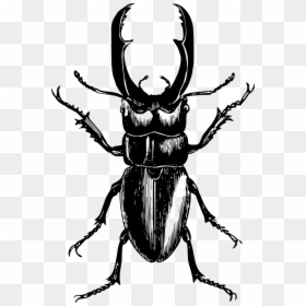 Beetle Drawing, HD Png Download - bug.png