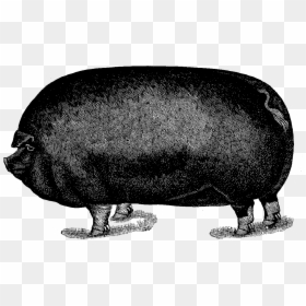 Pig Image Illustration Animal Download - Hippopotamus, HD Png Download - pig .png