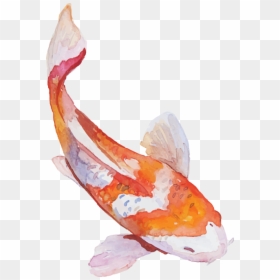 For Every $1 You Spend At D"s Authentic Japanese, You - Koy Fish Transparent Background, HD Png Download - japan.png