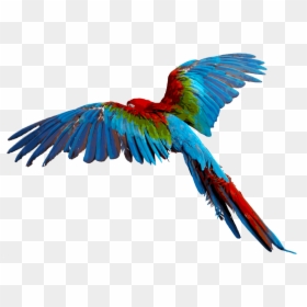 Hummingbird Clipart Rainforest Bird - Colorful Flying Birds Png, Transparent Png - birb png